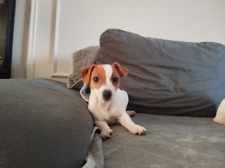 Jack Russell Terrier