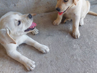 Labrador retriver foto 4