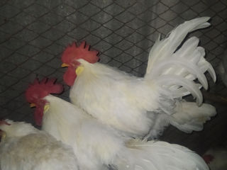 Vind o familie de leghorn foto 2