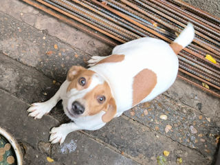 Jack Russel foto 4