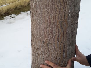 Paulownia(copacul minune) foto 6