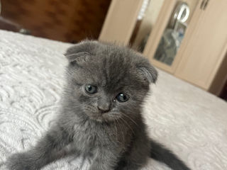 Pisicuțe Scottish Fold de Vânzare foto 2