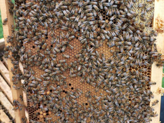 Пчелосемьи бакфаст, очень сильные в семьях по 8 или 9 рамок расплода есть большой выбор. foto 1