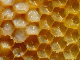 Пчелосемьи с ульями недорого foto 5