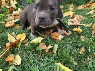 American Bully foto 11