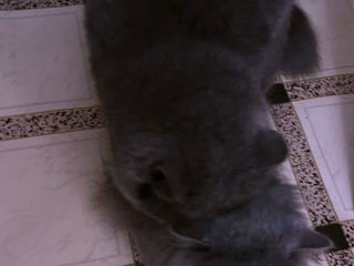 British Shorthair Blue -Вязка с британцем foto 9