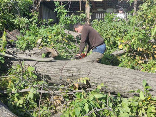 Taiere si indepartarea arborilor, Servicii Autoturn , curatarea terenuri , pășuni !!! foto 18