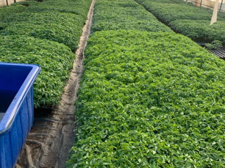 Magazin agricol SEMAS st .Ratuș  Criuleni foto 9