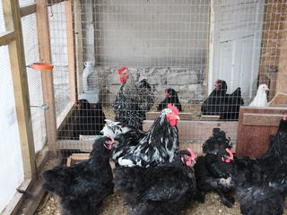 брама,кокинхкин,орпинктон. ,куры,цыплята,яйца. foto 9