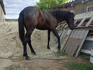 Жеребёнок Лошадь foto 6