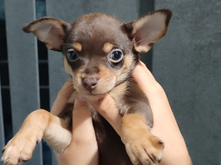 щенки породы Русский Toy terrier. два мальчика foto 2