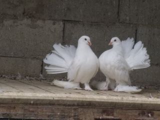 pavlini maturi albi  si încălțați foto 1