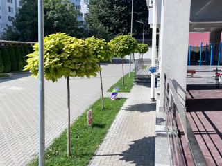 Apartament cu 1 cameră, 53 m², Centru, Chișinău foto 18