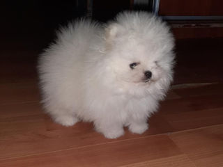 Подарок любимым! mini spitz pomeranian toy foto 3