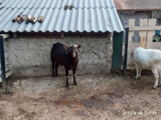 Vând ţap Murciano-Granadina rasă pură! foto 3