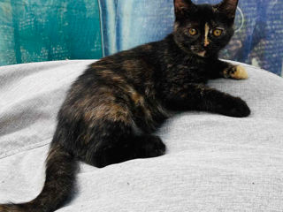 Vind Pisica Scottish Straight Tortie foto 6