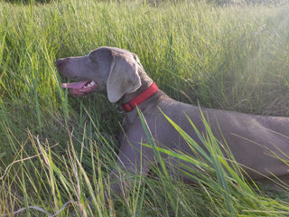 Продаю красавицу рассы Weimaraner foto 3