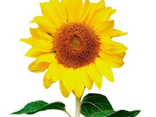 Vind floarea soarelui Lacomca calibru 38+ (mascata ca in poza). foto 2