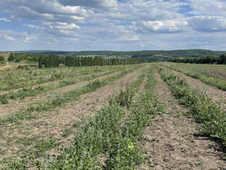 Se vând terenuri agricole în extravilanul com.Răzeni, rn. Ialoveni foto 2