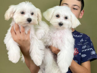 Bichon Maltese/Maltez - rasă pură - Бишон Мальтийский/Мальтийская болонка - чистокровная