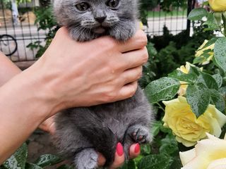 Scottish Fold foto 3