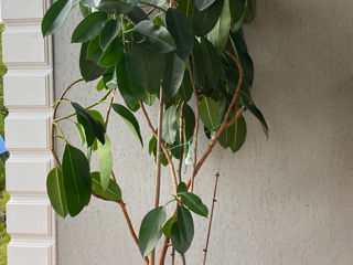 Floare Ficus foto 1