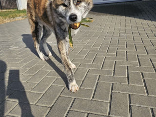 Akita Inu Urgent! foto 2