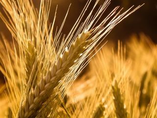 Покупаем /кукурузу/пшеницу/ овёс по перечислению от 25 тонн