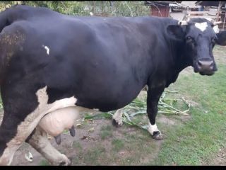 Cumpar vaci bune de lapte si la carne,Buhai junci , oi capre si cirlani ! Pret bun
