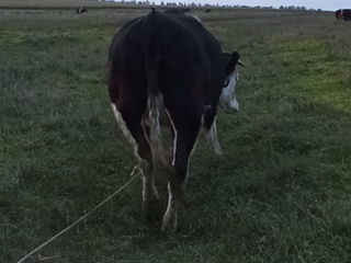 Vitica de a fata la Sfirsitul lunii Noiembrie- foarte buna de lapte  si frupt. Vitica olandeza. foto 5