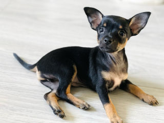 Vind 3 cățeluși Mini Toy Terrier