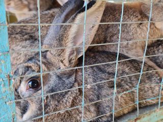 Кролики живой вес, мясо кролика foto 4