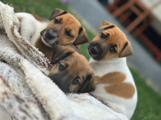 Catelusi Fox Terrier