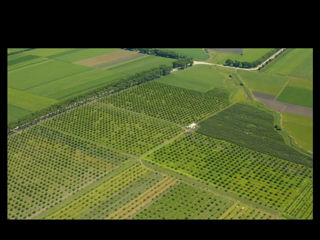 65 ha nuci plantate in 2010 foto 1