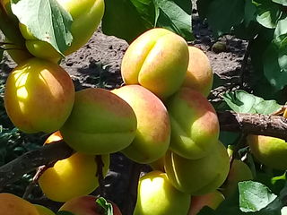 Pomi fructiferi foto 2