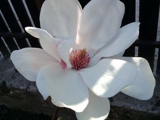 Magnolia foto 1