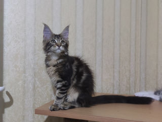 Main coon foto 2