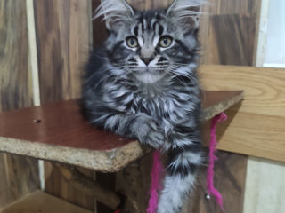 Main coon foto 1