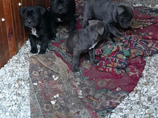 Cane Corso Italiano foto 9