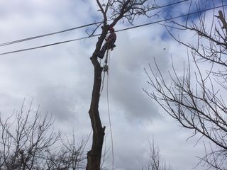 Обрезка веток ,спил деревьев там где нет доступа технике foto 2