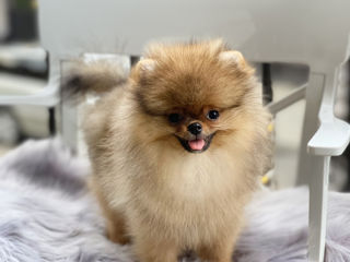 pomeranian boo teddy