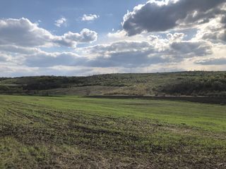 Teren agricol 3,7 ha,   mun. Chisinau, 4 km, linga s.  Bacioi. Investitia corecta a banilor DVS foto 1