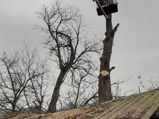 Taierea copacilor, curatarea copacilor, Masina Autoturn, Lucram in toata Moldova !!!