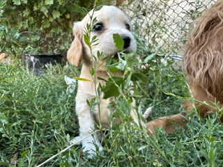 Coker spaniel foto 3