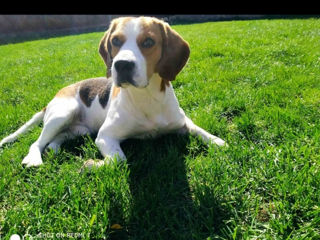 Beagle imperechere foto 2