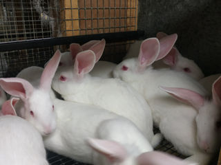 Продам чистопородных кроликов породы белый панон foto 5