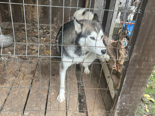 Mascul husky și pui femela husky foto 4