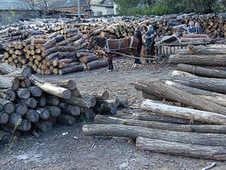 Cumpar lemne de foc , cantitati mari.