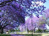 Paulownia Tomentosa