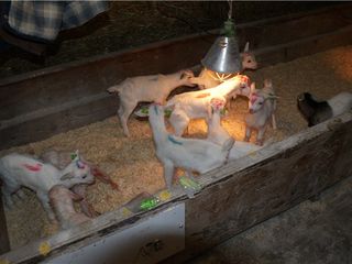 Bec cu infrarosu, bec pentru pui, bec infrarosu pentru incalzirea adaposturilor de porci, panlight foto 3